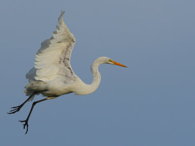 Great Egret