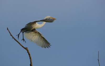 Great Egret