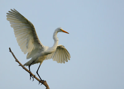 Great Egret