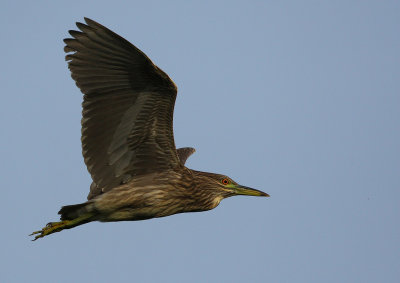 Black-crowned Night Heron Juvenile