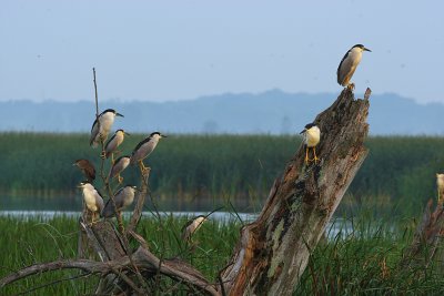 Black-crowned Night Herons