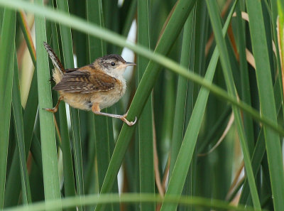 Marsh Wren