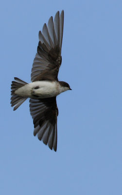 Tree Swallow