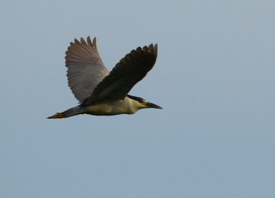 Black-crowned Night Heron