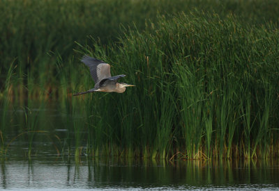 Great Blue Heron