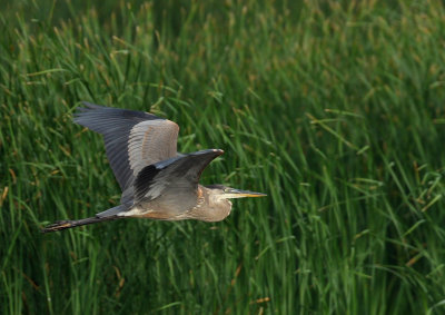 Great Blue Heron