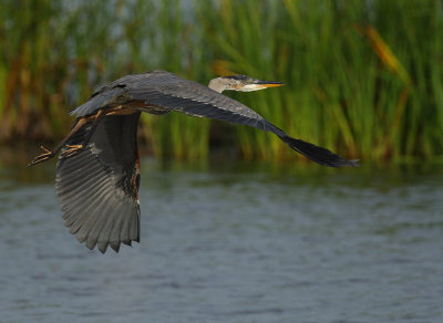 Great Blue Heron