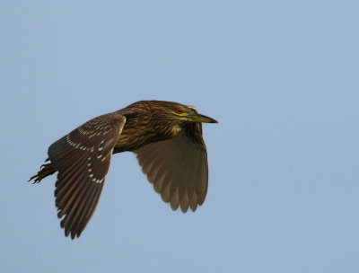 Black-crowned Night Heron Juvenile