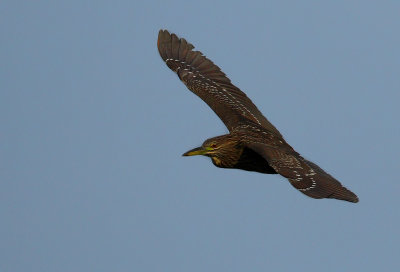 Black-crowned Night Heron Juvinile