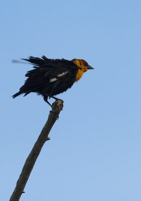 Yellow-headed Blackbird