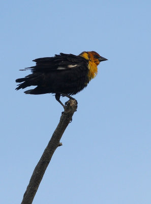 Yellow-headed Blackbird