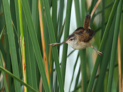 Marsh Wren