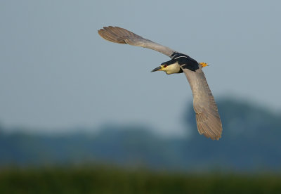 Black-crowned Night Heron