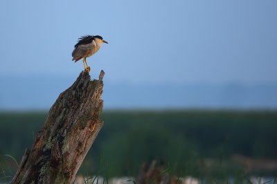 Black-crowned Night Heron