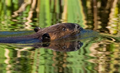 Beaver