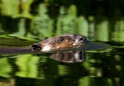 Beaver