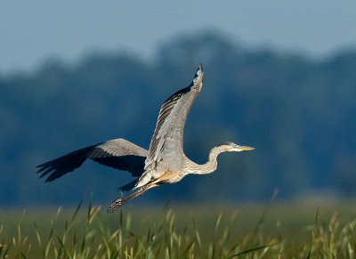 Great Blue Heron