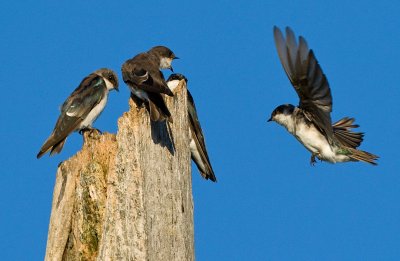 Tree Swallows