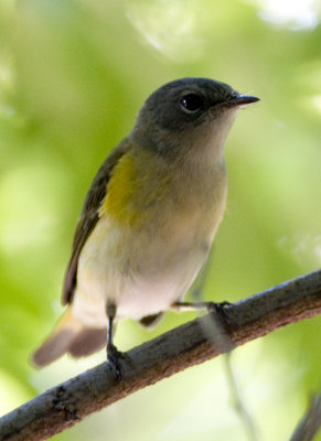 Yellow-rumped