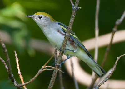 Chestnut-sided Warbler