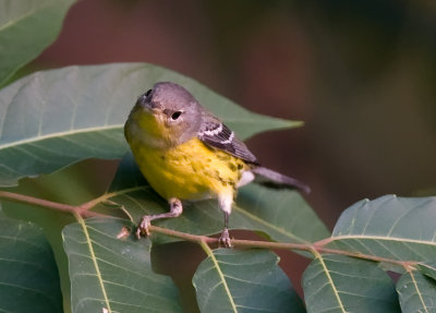 Magnolia Warbler