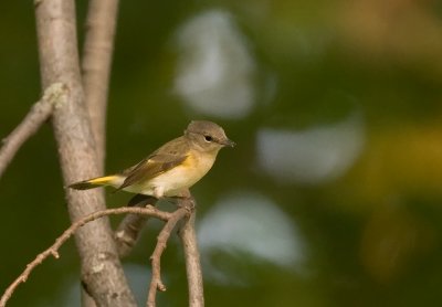 American Redstart female