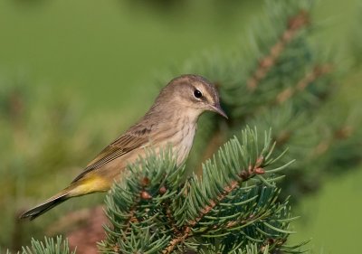 Palm Warbler