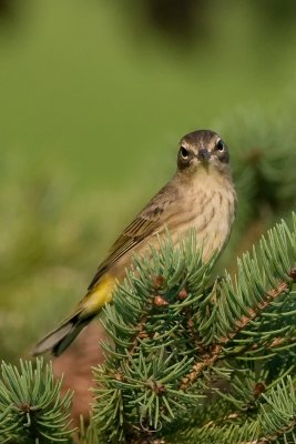 Palm Warbler