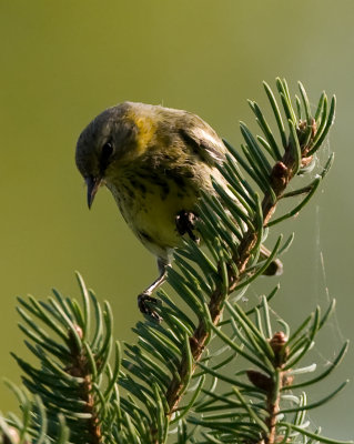 Cape May Warbler