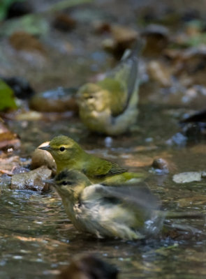 Tennessee Warbler