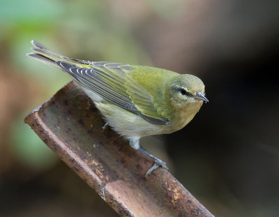 Tennesse Warbler