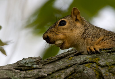 Fox Squirrel