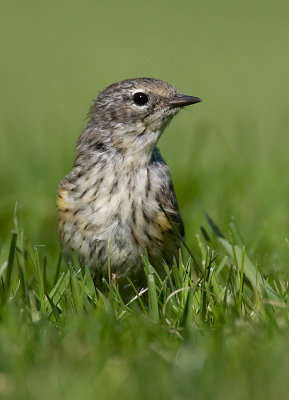 Yellow-rumped Warbler