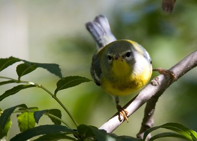 Northern Parula