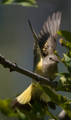 American Redstart