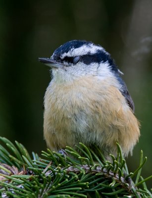 Red-breasted Nuthatch Sleeping