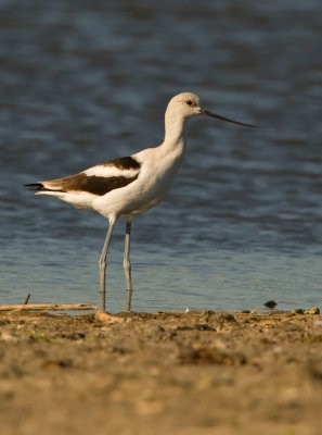 Avocet taken at the Coast Guard Impoundment