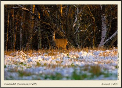 _DSC3830fs1900.jpg
