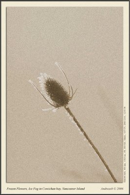 _DSC0024fssepia.jpg