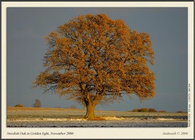 _DSC3713fs1900(1).jpg