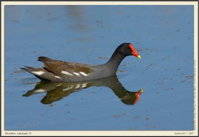 purple_gallinule