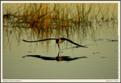 _DSC4920fsneatFMrs.jpg