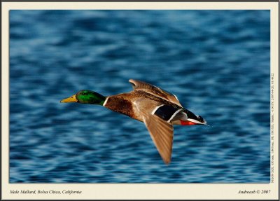 DSC_1201fs.jpg