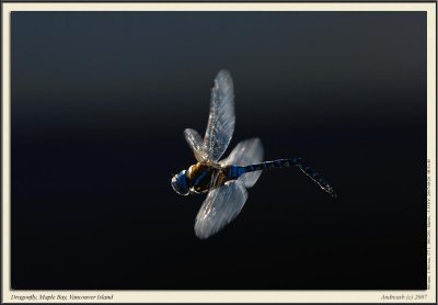 _D206462fs1900.jpg