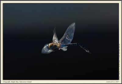 _D206463fs1900.jpg