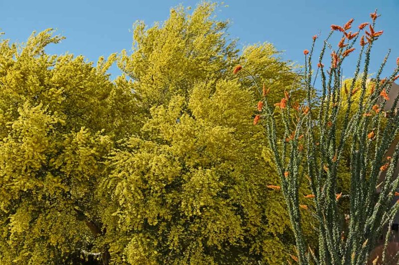 Palo verde tree and ocotillo in bloom