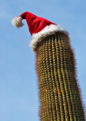 Santa Cactus