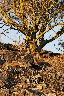 Palo Verde tree, first light