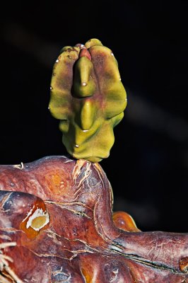 Cactus bud