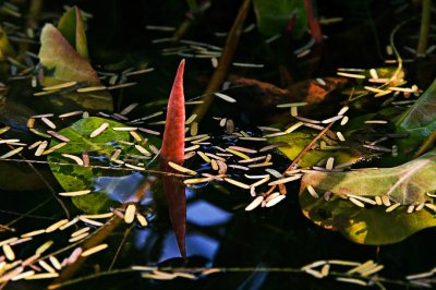 From the pond
